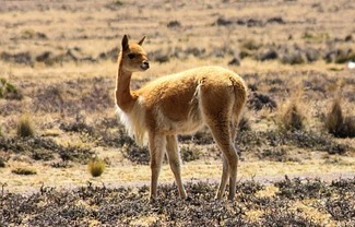 Vikunja – najluxusnejšia vlna sveta